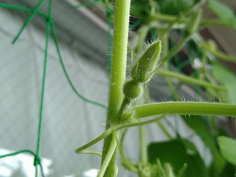 image-Two-female-pumpkin-flowers-have-formed_1