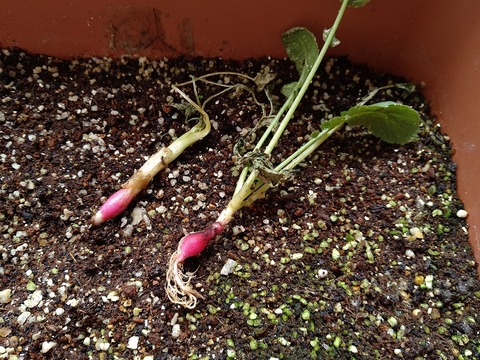 image-Home-Garden-Challenge-Radish_0706_2