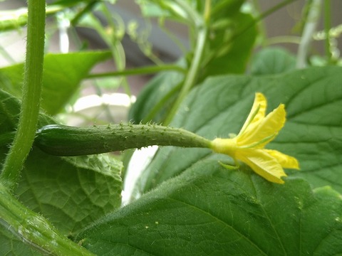 image-Home-Garden-Challenge-Cucumber_0811_4