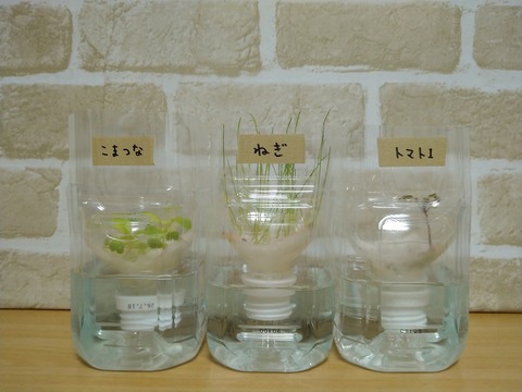 image-Plastic-bottle-hydroponic-cultivation_0112_1
