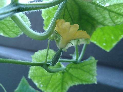 image-Home-Garden-Challenge-Cucumber_0916_3