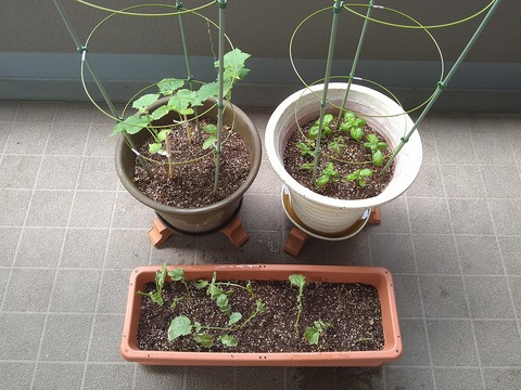 image-Home-Garden-Challenge-Radish_0701_1