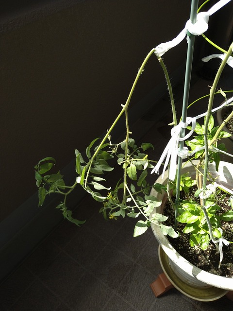 image-Home-Garden-Challenge-Cucumber_1009_2