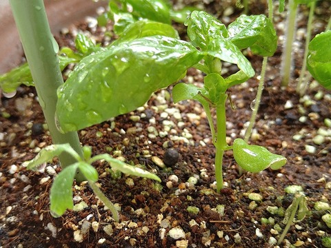 image-Home-Garden-Challenge-Cucumber_0713_3