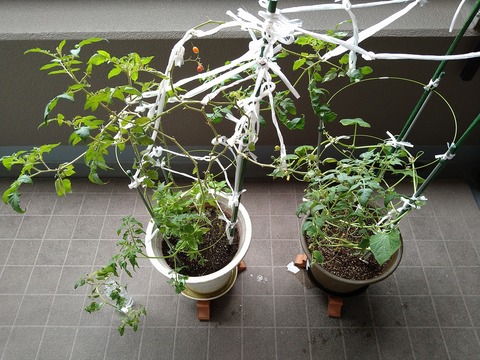 image-Home-Garden-Challenge-Cucumber_1022_1