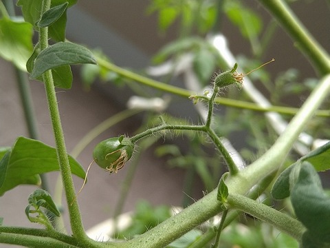 image-Home-Garden-Challenge-Cucumber_0923_4