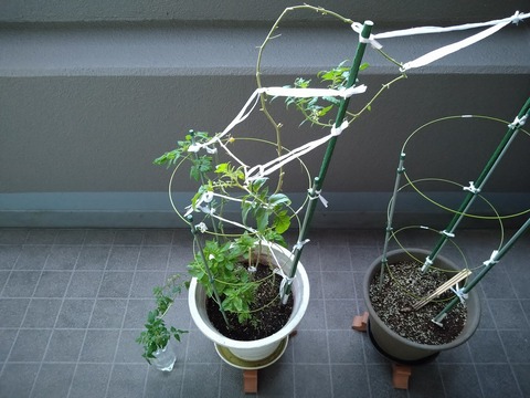 image-Home-Garden-Challenge-Cucumber_1028_1