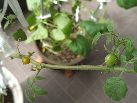 image-Home-Garden-Challenge-Cucumber_1010_3