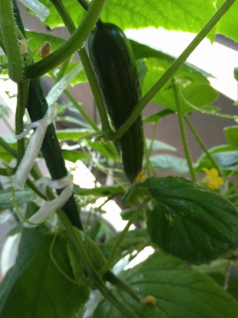 image-Home-Garden-Challenge-Cucumber_0816_3