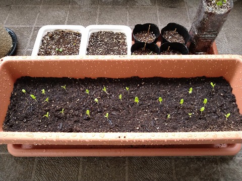 image-The-season of-budding-begins-at-DonFarm_1