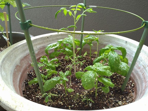 image-Home-Garden-Challenge-Cucumber_0713_2
