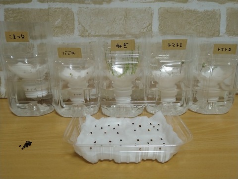 image-Plastic-bottle-hydroponic-cultivation_1128_1