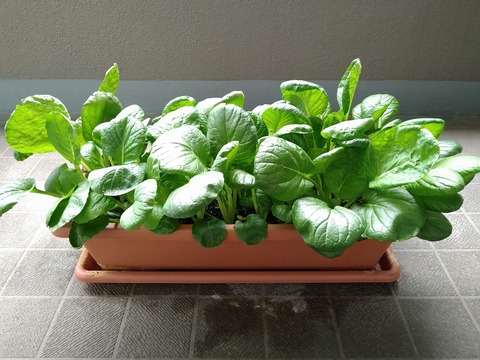 image-Komatsuna-grown-in-a-planter_1