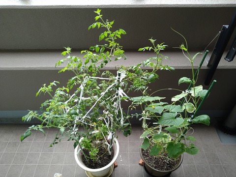 image-Home-Garden-Challenge-Cucumber_1004_1