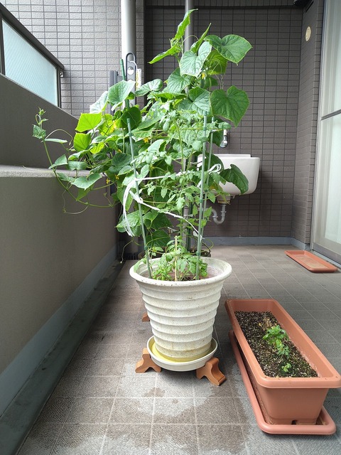 image-Home-Garden-Challenge-Cucumber_0817_6