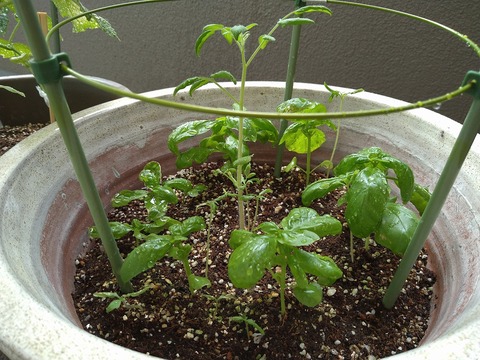 image-Home-Garden-Challenge-Cucumber_0711_2