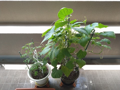 image-Home-Garden-Challenge-Cucumber_0816_1