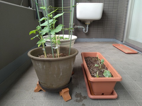 image-Home-Garden-Challenge-Radish_0704_4