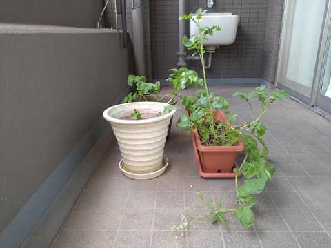 image-Home-Garden-Challenge-Radish_0617_3