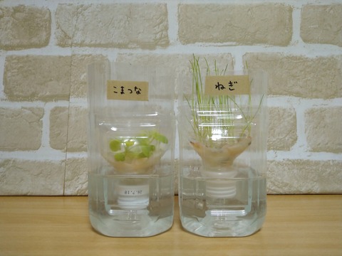 image-Plastic-bottle-hydroponic-cultivation_0201_1