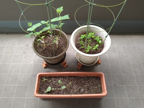 image-Home-Garden-Challenge-Radish_0704_1