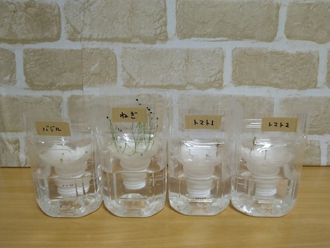 image-Plastic-bottle-hydroponic-cultivation_1123_1