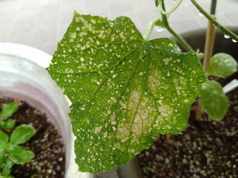 image-Home-Garden-Challenge-Cucumber_0711_4
