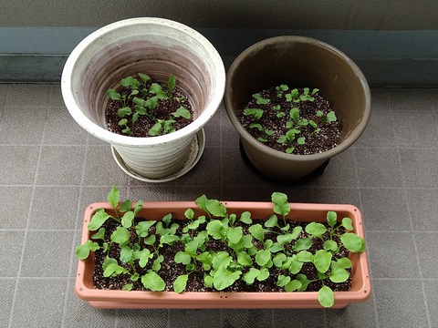 image-Home-Garden-Challenge-Radish_0423_1