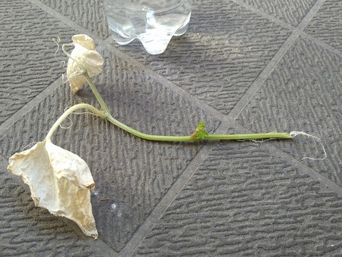 image-Home-Garden-Challenge-Cucumber_0927_5