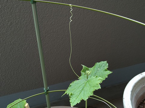 image-Home-Garden-Challenge-Radish_0627_4