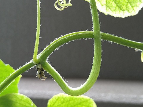 image-Home-Garden-Challenge-Cucumber_1005_3