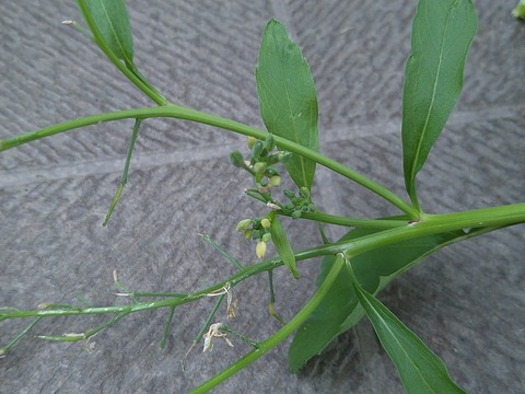 image-Home-Garden-Challenge-Radish_0616_2