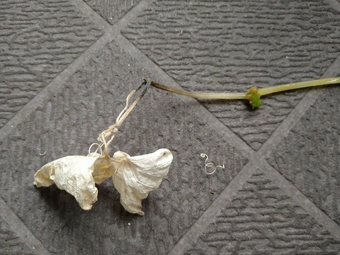 image-Home-Garden-Challenge-Cucumber_1004_5