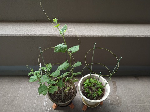 image-Home-Garden-Challenge-Cucumber_0712_1
