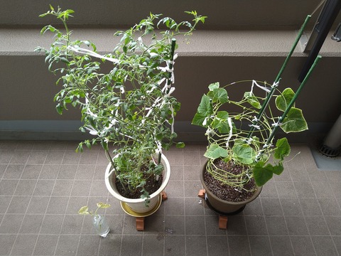 image-Home-Garden-Challenge-Cucumber_0922_1