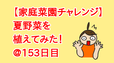 blog-title-I-tried-growing-Cucumber-Day153