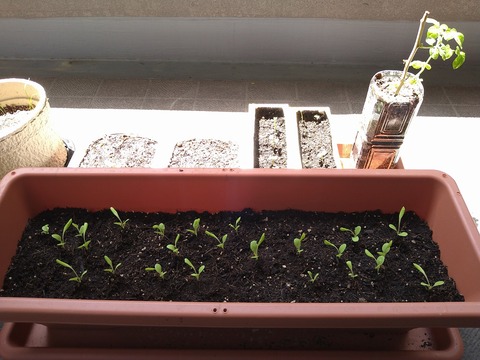 image-The-lettuce is-lying-down_1