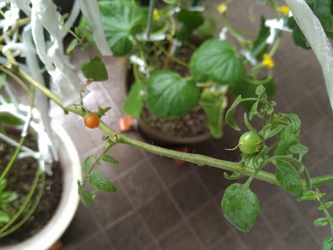 image-Home-Garden-Challenge-Cucumber_1012_3