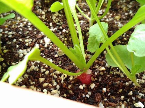 image-Home-Garden-Challenge-Radish_0503_2