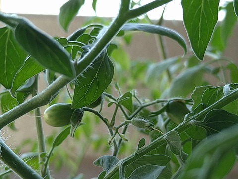 image-Home-Garden-Challenge-Cucumber_0927_2