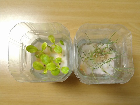 image-Plastic-bottle-hydroponic-cultivation_0117_2