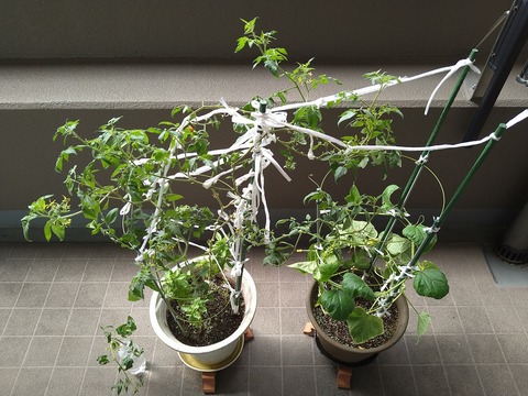 image-Home-Garden-Challenge-Cucumber_1010_1