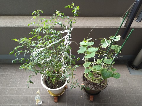 image-Home-Garden-Challenge-Cucumber_0926_1