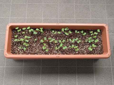 image-Home-Garden-Challenge-Radish_0412_1
