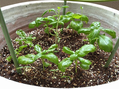 image-Home-Garden-Challenge-Radish_0705_2