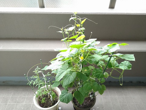 image-Home-Garden-Challenge-Cucumber_0812_1