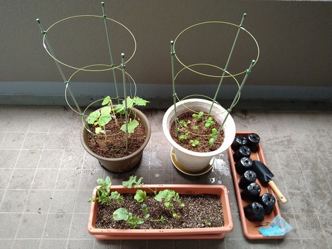 image-Home-Garden-Challenge-Replanting_9