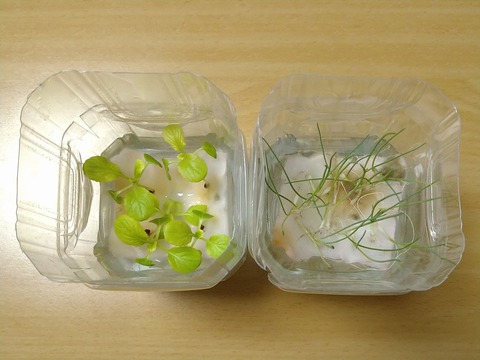 image-Plastic-bottle-hydroponic-cultivation_0114_2