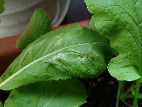 image-Home-Garden-Challenge-Radish_0429_2