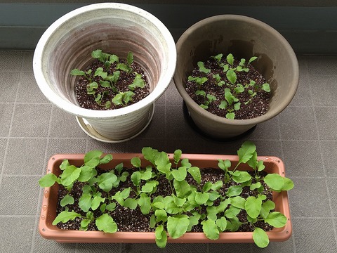 image-Home-Garden-Challenge-Radish_0425_1
